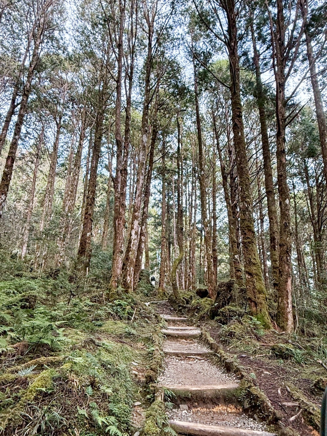 太平山蹦蹦車