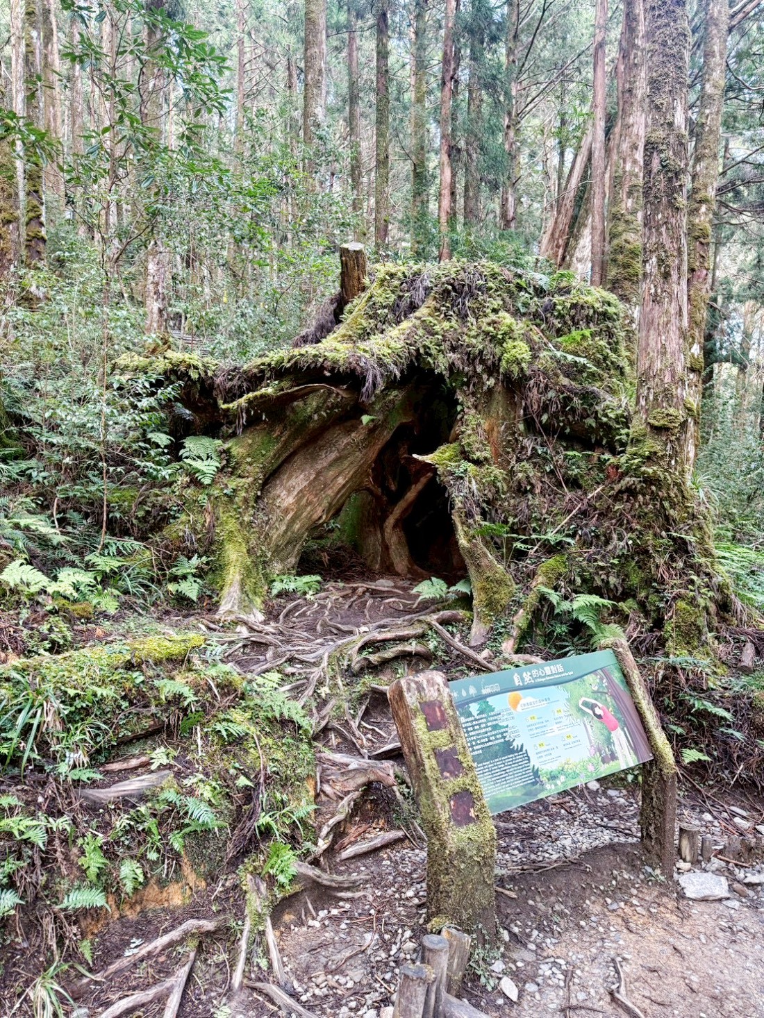 太平山蹦蹦車