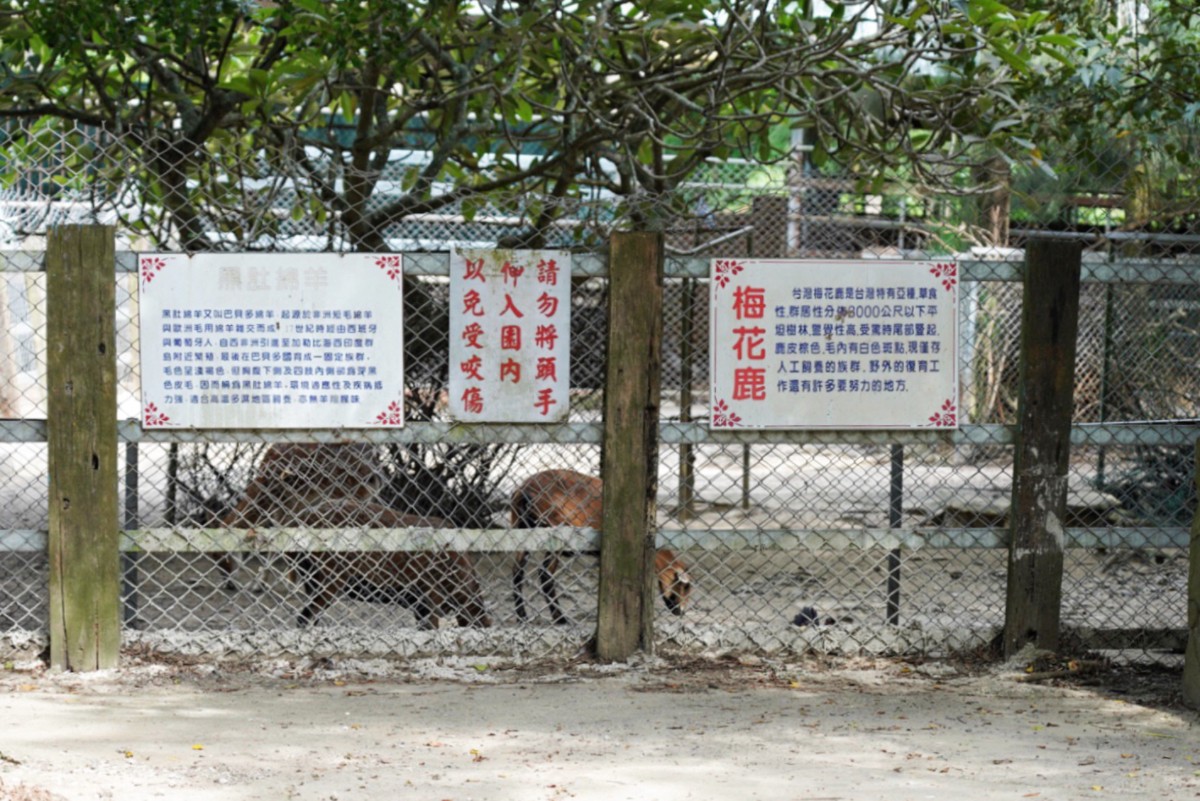 台灣水牛城