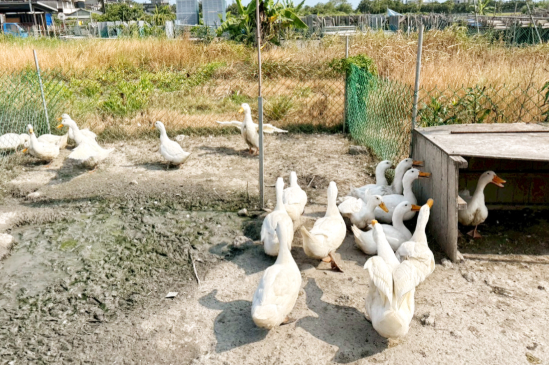 冰棒土地公